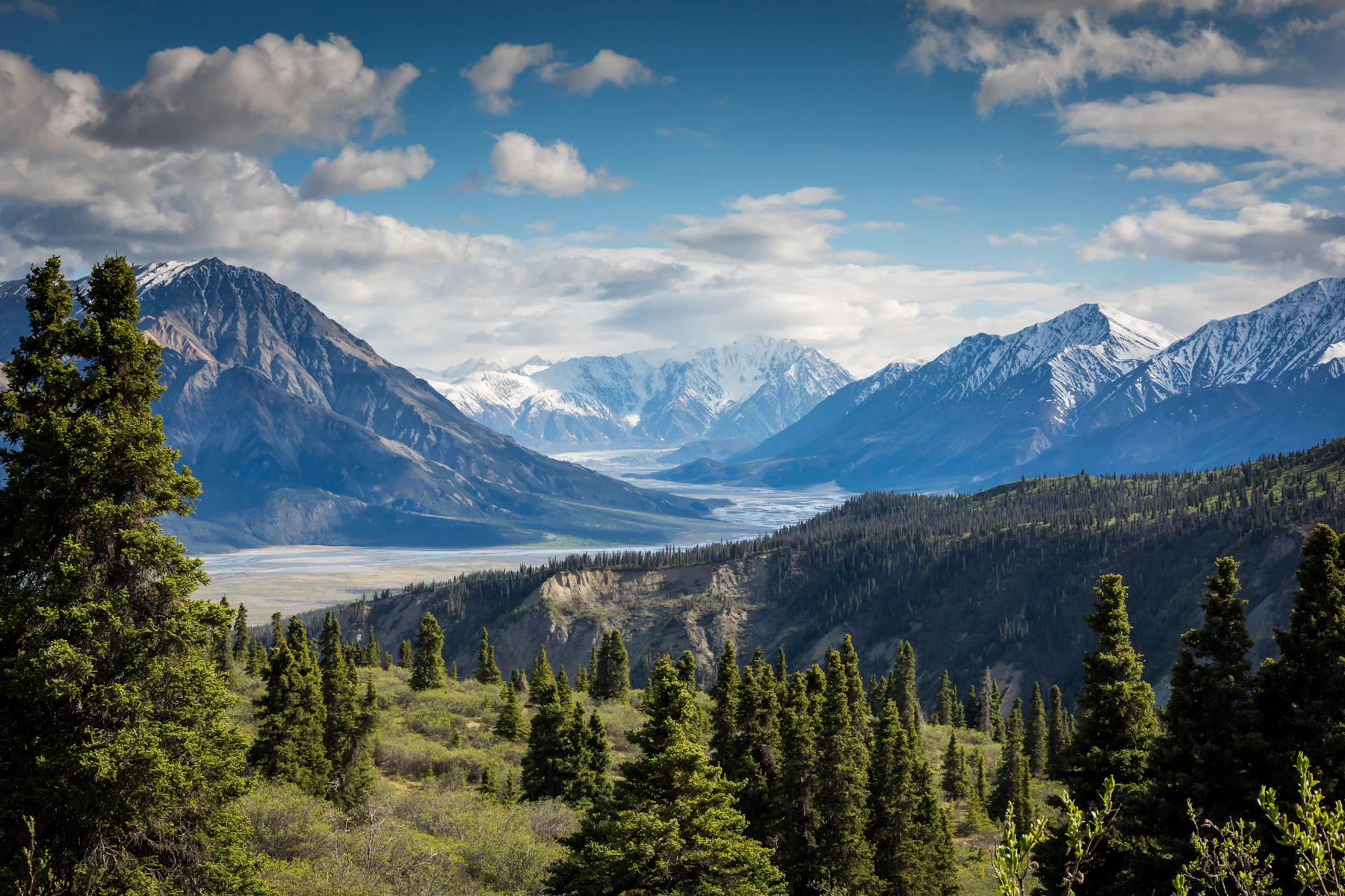 A broad braided river valley seen through spruce, with snow on the peaks beyond